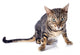 Bengal Cat Wall Decal
