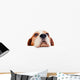 beagle on white background 
