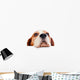 beagle on white background 