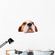 beagle on white background 