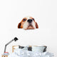 beagle on white background 