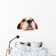 beagle on white background 