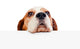 beagle on white background 