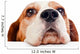 beagle on white background 