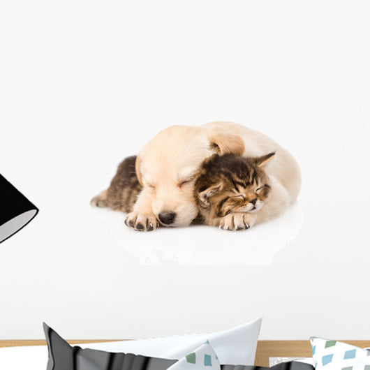 golden retriever puppy dog sleep with british kitten. isolated  Wall Decal