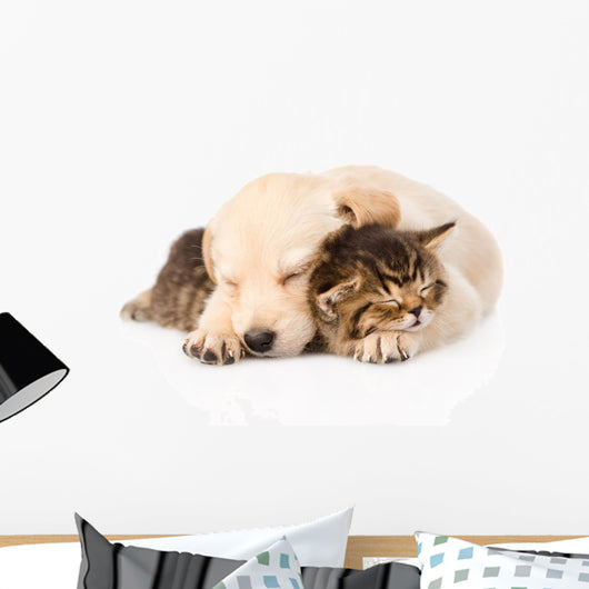 golden retriever puppy dog sleep with british kitten. isolated  Wall Decal