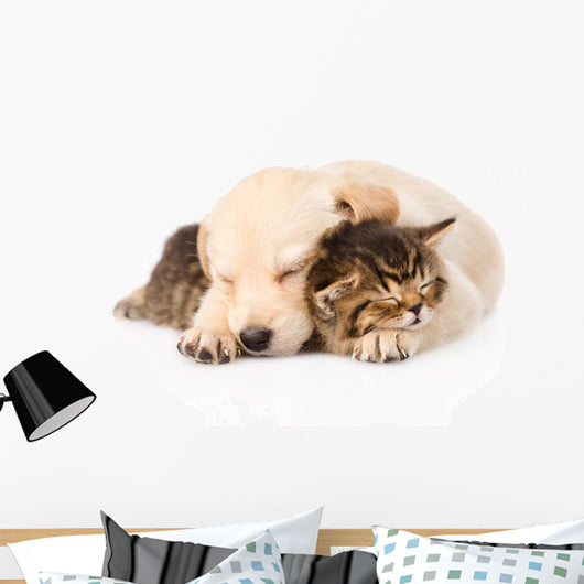 golden retriever puppy dog sleep with british kitten. isolated  Wall Decal