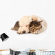 golden retriever puppy dog sleep with british kitten. isolated  Wall Decal