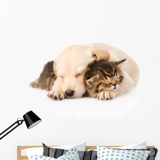 golden retriever puppy dog sleep with british kitten. isolated  Wall Decal