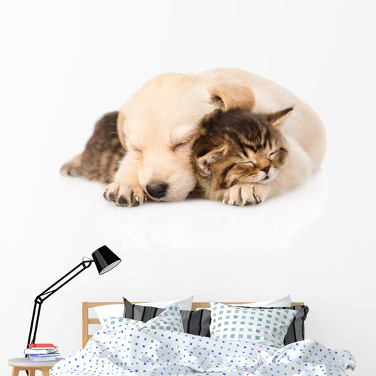 golden retriever puppy dog sleep with british kitten. isolated  Wall Decal