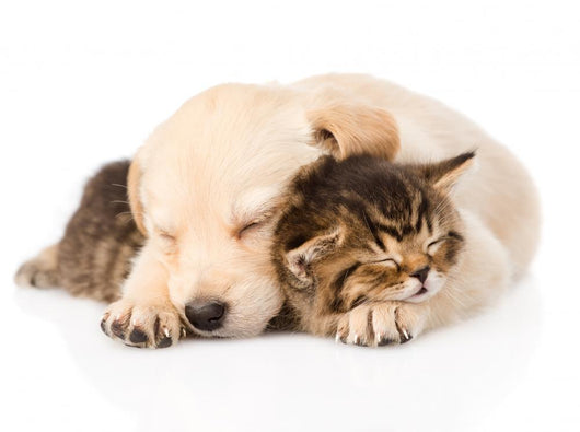 golden retriever puppy dog sleep with british kitten. isolated  Wall Decal