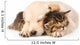 golden retriever puppy dog sleep with british kitten. isolated  Wall Decal