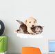 golden retriever puppy dog hugging british cat. isolated  