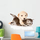 golden retriever puppy dog hugging british cat. isolated  