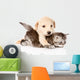 golden retriever puppy dog hugging british cat. isolated  
