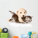 golden retriever puppy dog hugging british cat. isolated  