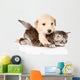 golden retriever puppy dog hugging british cat. isolated  