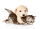 golden retriever puppy dog hugging british cat. isolated  