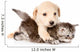golden retriever puppy dog hugging british cat. isolated  