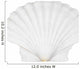 Beautifiul Ocean Shell Isolated on White 