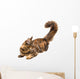 Young Cat 