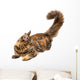 Young Cat 