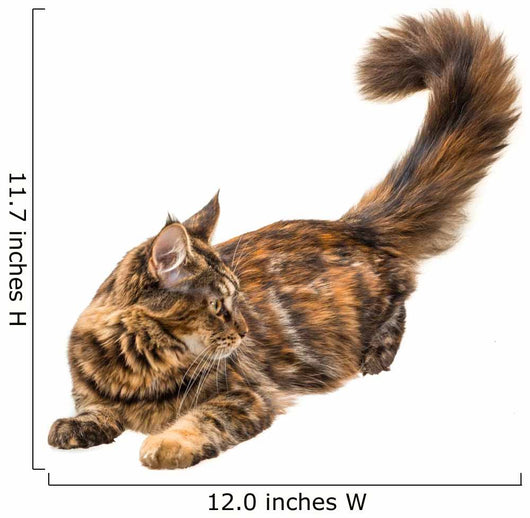 Young Cat 