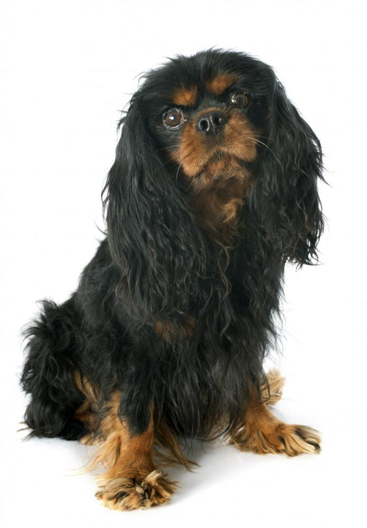 Cavalier King Charles Wall Decal