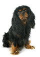 Cavalier King Charles Wall Decal