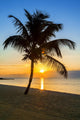 palm tree on a beach at sunset 