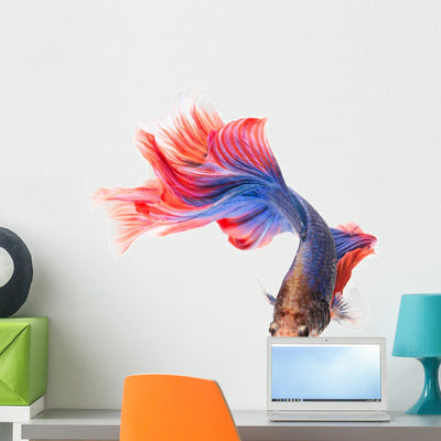 Siamese Fighting Fish Betta shown on a wall