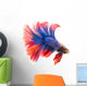 Siamese Betta Fish Wall Decal