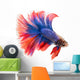 Siamese Betta Fish Wall Decal
