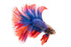 Siamese Betta Fish Wall Decal