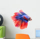 Siamese Fighting Fish , Betta Isolated on White Background. 