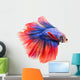 Siamese Fighting Fish , Betta Isolated on White Background. 