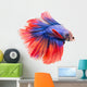 Siamese Fighting Fish , Betta Isolated on White Background. 