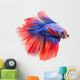 Siamese Fighting Fish , Betta Isolated on White Background. 