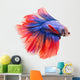 Siamese Fighting Fish , Betta Isolated on White Background. 
