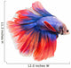 Siamese Fighting Fish , Betta Isolated on White Background. 