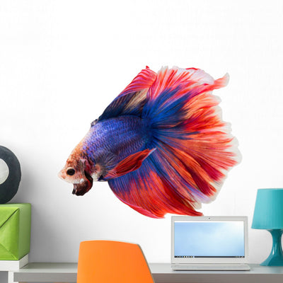 Siamese Betta Fish Wall Decal shown on a wall
