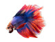Siamese Betta Fish Wall Decal