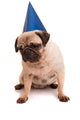 Pug Wall Decal