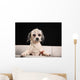Purebred Havanese dog 