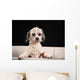 Purebred Havanese dog 