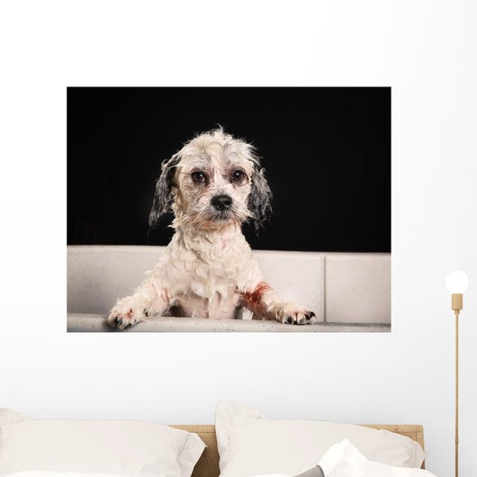 Purebred Havanese dog 