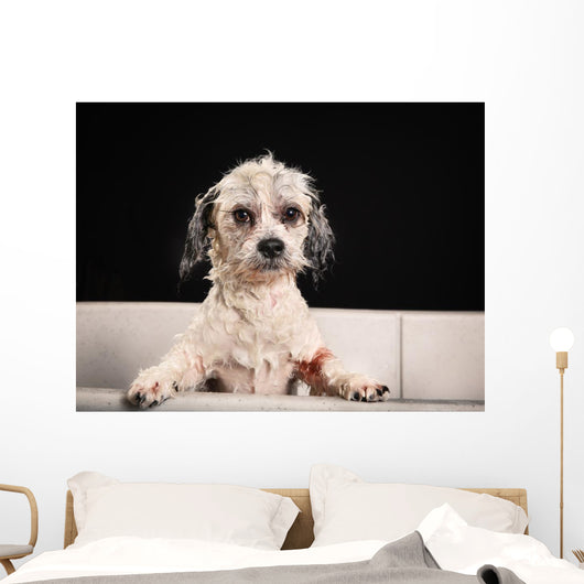 Purebred Havanese dog 