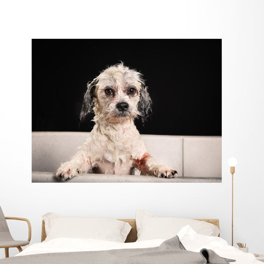 Purebred Havanese dog 