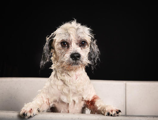 Purebred Havanese dog 
