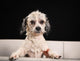Purebred Havanese dog 